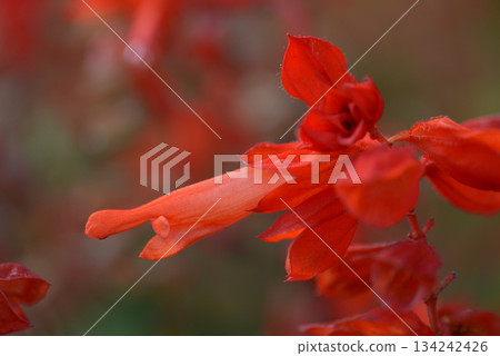Salvia Salvia 134242426