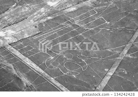 Nazca Lines, Peru, South America: Parrot 134242428