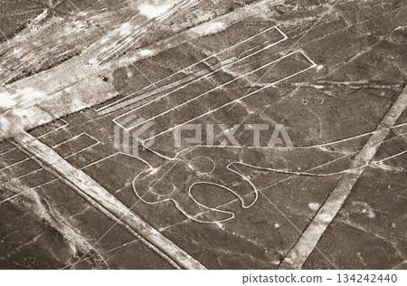 Nazca Lines, Peru, South America: Parrot 134242440