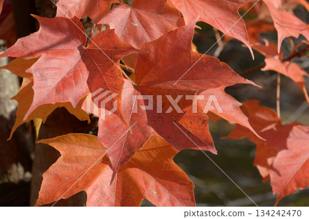 Amami maple leaf pattern 134242470