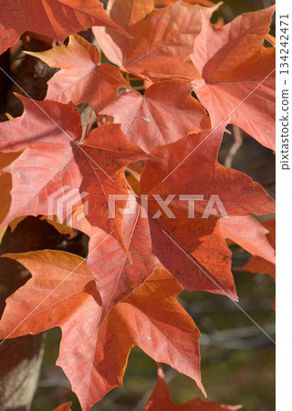 Amami maple leaf pattern 134242471