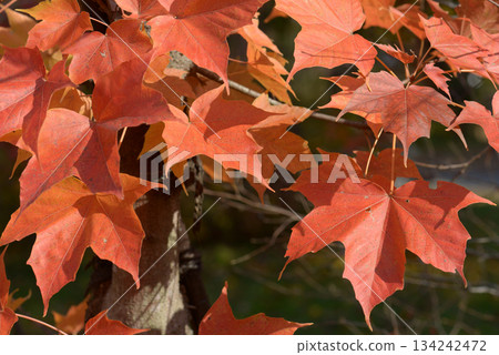 Amami maple leaf pattern 134242472