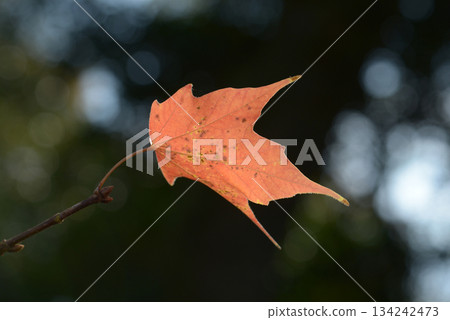 Amami maple leaf pattern 134242473