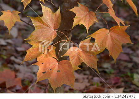 Amami maple leaf pattern 134242475