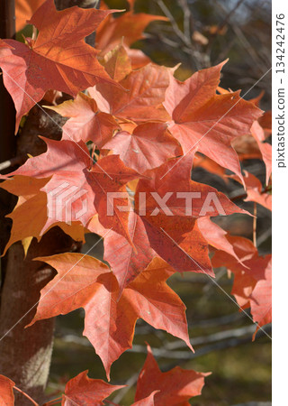 Amami maple leaf pattern 134242476