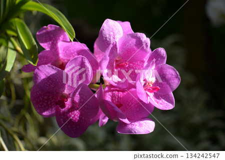 Panda Orchid 134242547