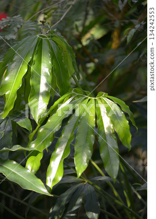Philodendron Philodendron 134242553