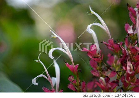 Megaskepasma erythro cramism Megaskepasma erythro cramism 134242563