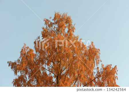 Metasequoia Metasequoia 134242564