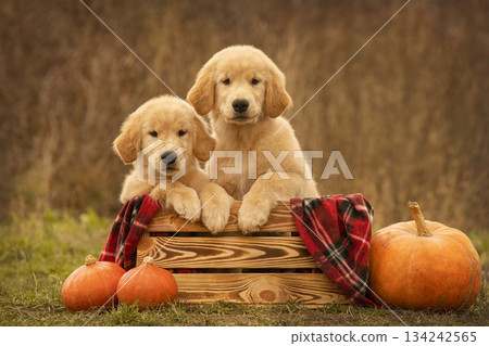 Two golden retriever puppies sitting in a wooden crate with a red plaid blanket and pumpkins beside them. Autumn outdoor setting with warm natural colors. Two golden retriever puppies sitting in a wooden crate with a red plaid blanket and pumpkins beside them. Autumn outdoor setting with warm natural colors. 134242565