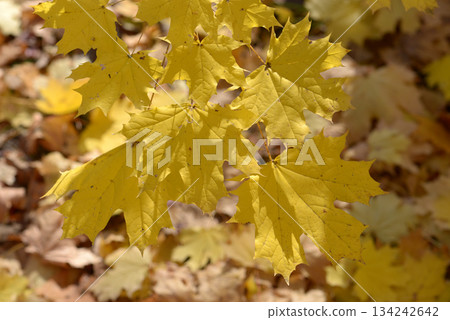 European maple leaf pattern 134242642