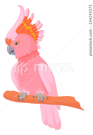 Pink cockatoo. Beautiful exotic bird. Tropical parrot 134243571