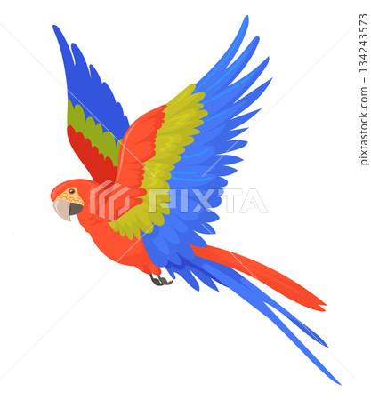 Flying macaw. Color feather parrot. Exotic animal 134243573