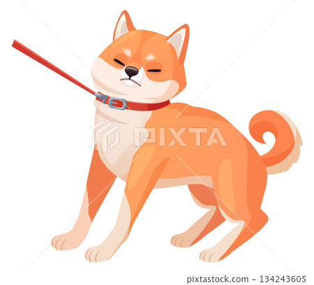 Stubborn dog on leash. Cartoon shiba inu walking Stubborn dog on leash. Cartoon shiba inu walking 134243605