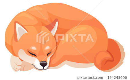 Sleeping shiba inu. Cute red hair dog Sleeping shiba inu. Cute red hair dog 134243606