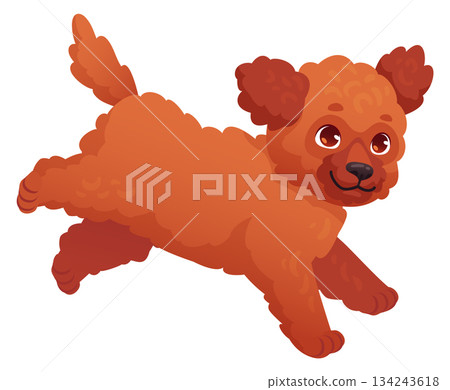 Fluffy brown puppy running. Funny little dog Fluffy brown puppy running. Funny little dog 134243618