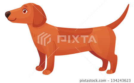 Dachshund puppy in friendly standing pose. Cute pet with playful tail Dachshund puppy in friendly standing pose. Cute pet with playful tail 134243623