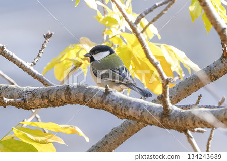 大山雀棲息在一棵樹上 大山雀棲息在一棵樹上 134243689