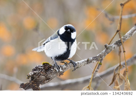 Great tit perching on a tree 134243692
