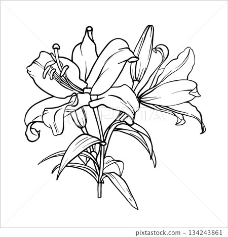 A bouquet of lily flowers. Vector Lilies illustration. Flower drawing in line art style. Botanical sketch Lily painted by black inks. Bouquet of Lilies. Graphics element outline of Flower EPS10 A bouquet of lily flowers. Vector Lilies illustration. Flower drawing in line art style. Botanical sketch Lily painted by black inks. Bouquet of Lilies. Graphics element outline of Flower EPS10 134243861