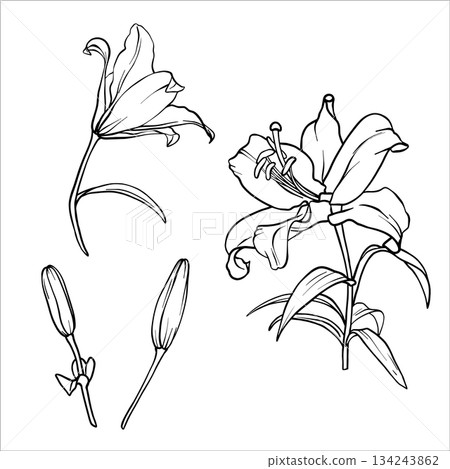 Lilies vector set. Flower graphic illustration. Lily drawing in line art style. Flower sketch painted by black inks. Collection of lily flowers. Vector lili clip art. Outline of Lilies engraving EPS10 134243862