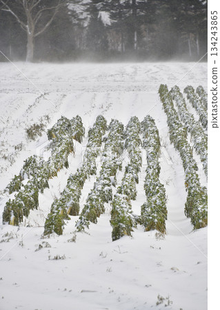 Photographing the snow-covered radish fields in Otobe Town in winter 134243865