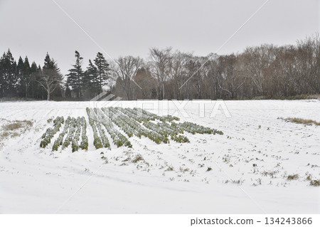 Photographing the snow-covered radish fields in Otobe Town in winter 134243866
