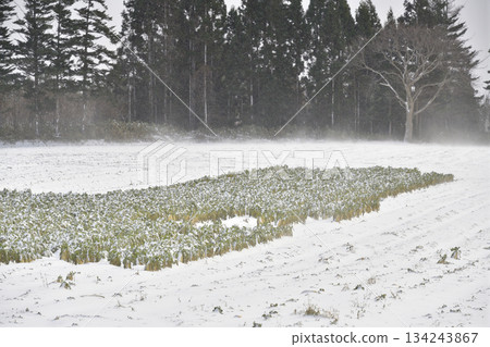 冬季在乙部町拍攝白雪皚皚的蘿蔔田 冬季在乙部町拍攝白雪皚皚的蘿蔔田 134243867