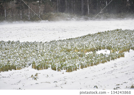 冬季在乙部町拍攝白雪皚皚的蘿蔔田 冬季在乙部町拍攝白雪皚皚的蘿蔔田 134243868