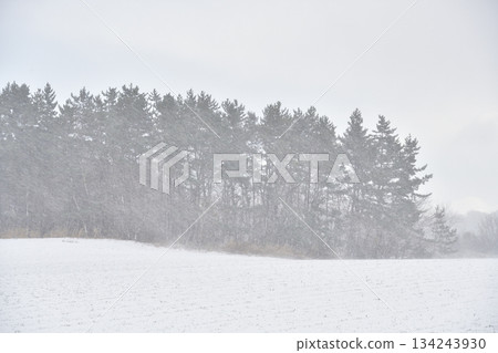 冬季在北海道乙部拍攝被暴雪覆蓋的森林 134243930