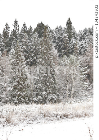 Photographing a snowstorm-covered forest in Otobe, Hokkaido, in winter 134243932