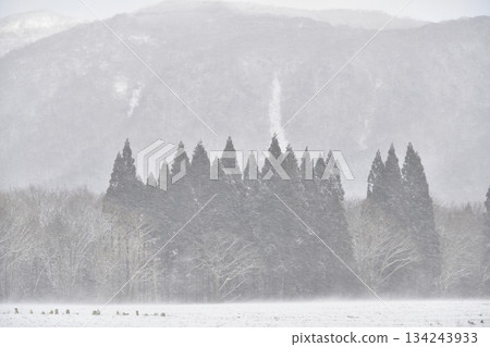 Photographing a snowstorm-covered forest in Otobe, Hokkaido, in winter 134243933