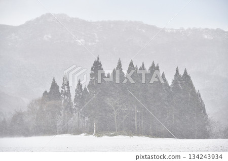 Photographing a snowstorm-covered forest in Otobe, Hokkaido, in winter 134243934
