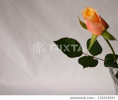 花瓶裡的玫瑰花 134243943