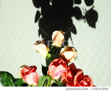 生活在花瓶裡的玫瑰 134243944