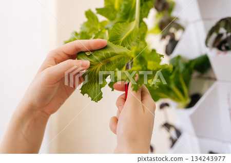 Close-up hands cutting crisp green lettuce from modern vertical hydroponics setup, fresh produce and sustainable gardening practices for healthy eating. Concept of modern soilless farming. 134243977