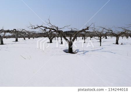 冬天的柿子樹降雪風景 134244018