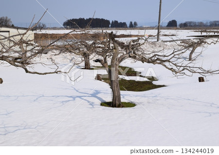 冬天的柿子樹降雪風景 冬天的柿子樹降雪風景 134244019