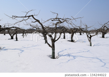 Winter persimmon tree snowfall scenery Winter persimmon tree snowfall scenery 134244022