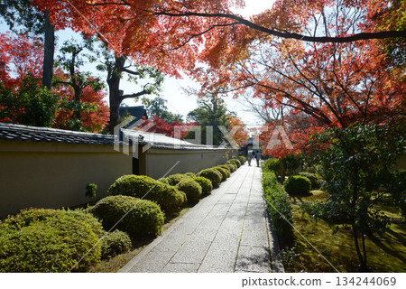 秋天的大德寺,京都市北區紫野寶州院道路上的秋葉 秋天的大德寺,京都市北區紫野寶州院道路上的秋葉 134244069