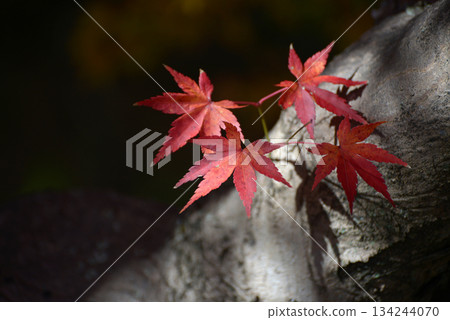 京都市北區紫野秋天的大德寺、院內的秋葉 134244070