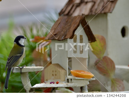A tit came to the bird feeder in the garden. A tit came to the bird feeder in the garden. 134244208