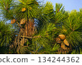 Green background Pine tree and pine cones                     134244362