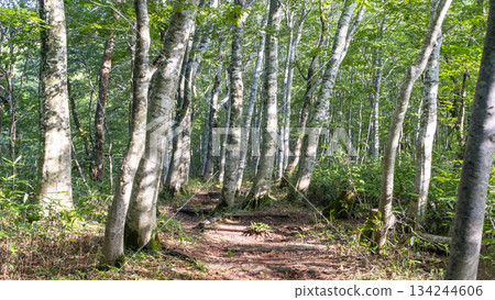 清新的綠意和在山毛櫸林中漫步(大山京賀成) 清新的綠意和在山毛櫸林中漫步(大山京賀成) 134244606