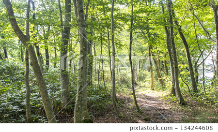 清新的綠意和在山毛櫸林中漫步(大山京賀成) 清新的綠意和在山毛櫸林中漫步(大山京賀成) 134244608