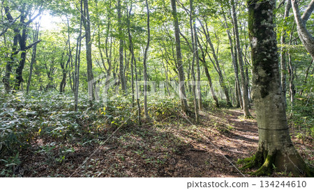 清新的綠意和在山毛櫸林中漫步(大山京賀成) 清新的綠意和在山毛櫸林中漫步(大山京賀成) 134244610