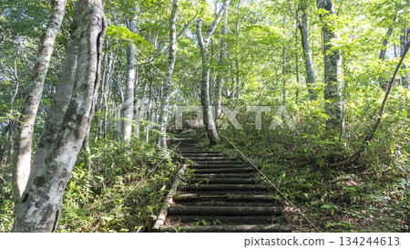 清新的綠意和在山毛櫸林中漫步(大山京賀成) 清新的綠意和在山毛櫸林中漫步(大山京賀成) 134244613