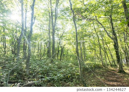 清新的綠意和在山毛櫸林中漫步（大山京賀成） 134244627