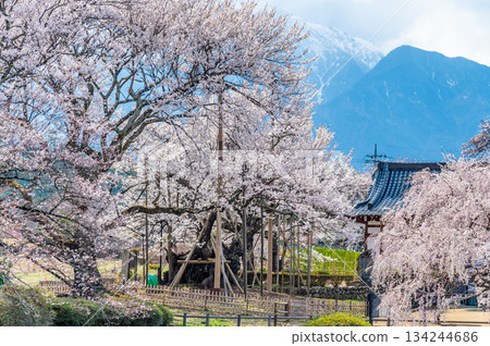 山梨縣山高陣代櫻花 134244686