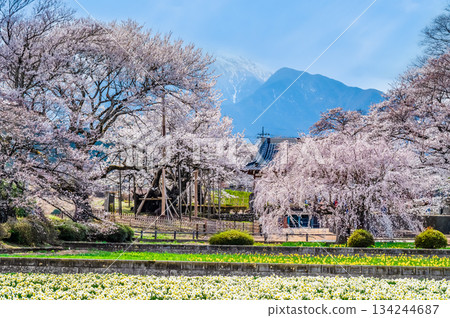 Cherry blossoms at Jisso-ji Temple in Yamanashi Cherry blossoms at Jisso-ji Temple in Yamanashi 134244687